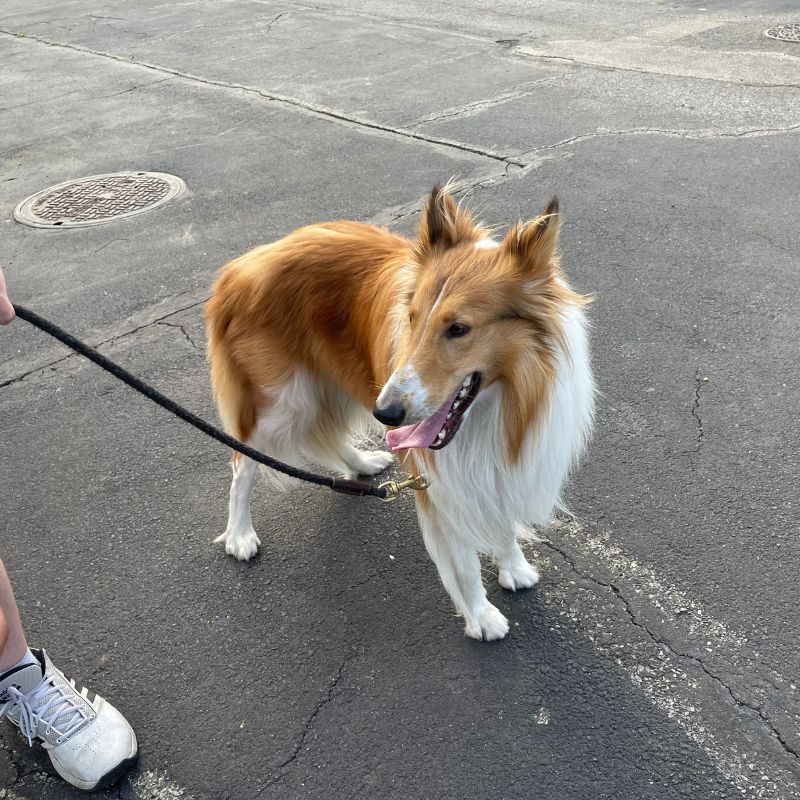 collie dog on leash
