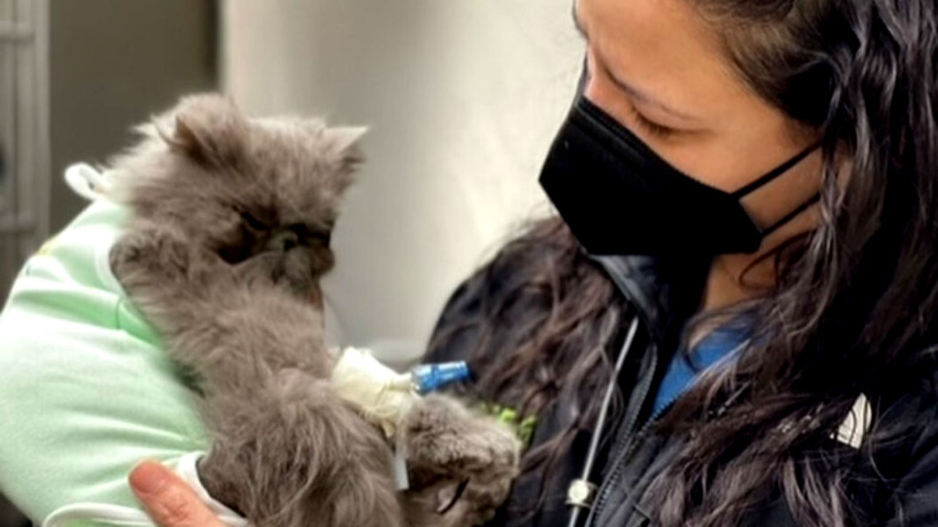 AmbuVet Emergency Vet Transportation In Brooklyn, NY VERG