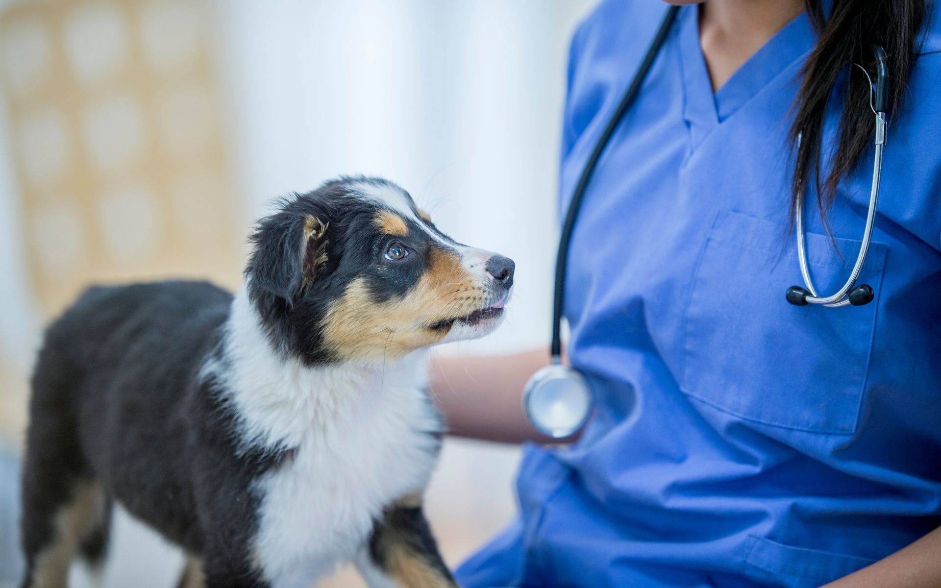 Brooklyn, NY 11217 Veterinary Jobs VERG Brooklyn