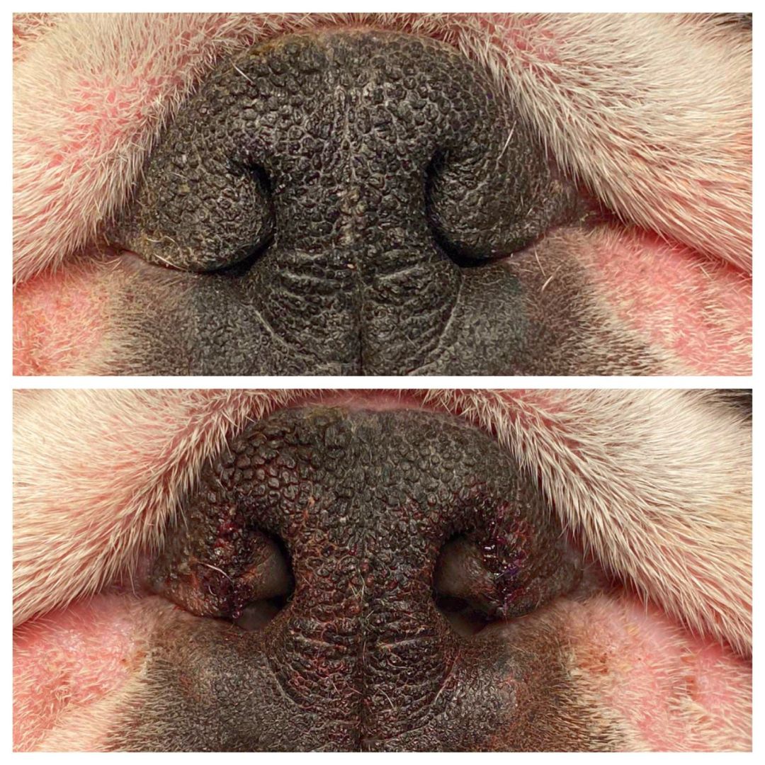 Dog rhinoplasty
