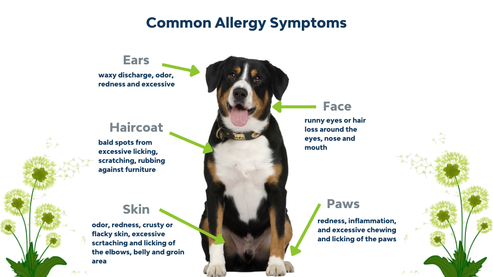 Seasonal Allergies in Pets