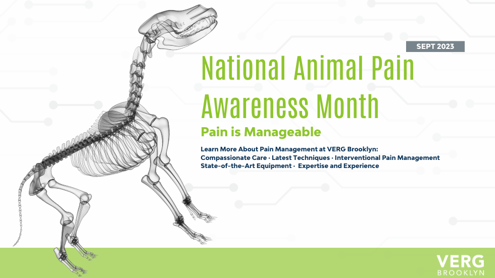Elevate Pain Management with Our Veterinary Anesthesia Services