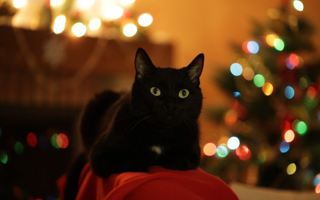 Pet Safety Tips: Protecting Your Furry Friends this Holiday Season