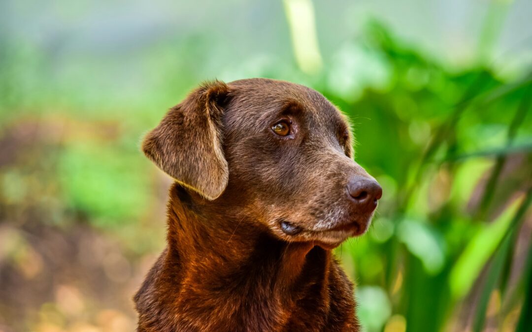 Senior Pets Need Special Care: What You Should Know