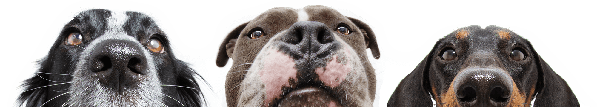 closeup of Three Dogs Peaking Up, faces half cut off