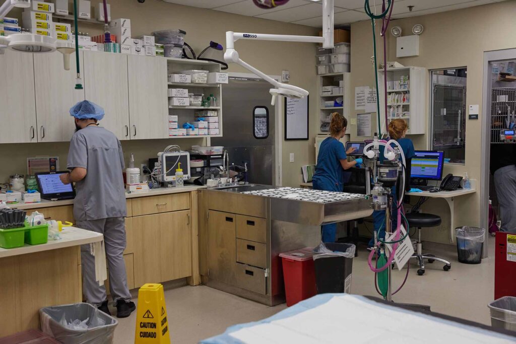 【裁断済み】VETERINARY ONCOLOGY No.43 44 46 47 Veterinary Oncology for Cats & Dogs in Brooklyn, NY | VERG Brooklyn