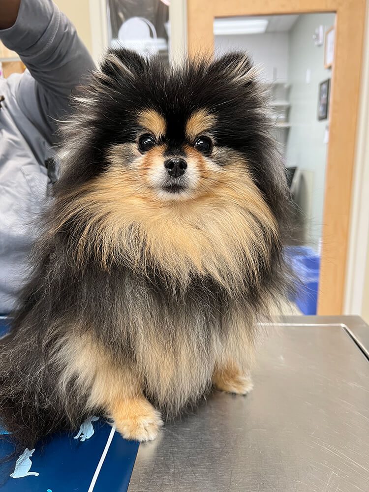 Black Brown Fuzzy Dog