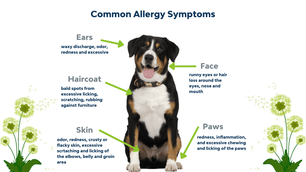 Common Allergy Symptoms Chart