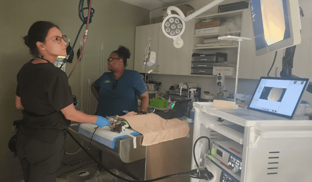 Two Vets Performing Procedure