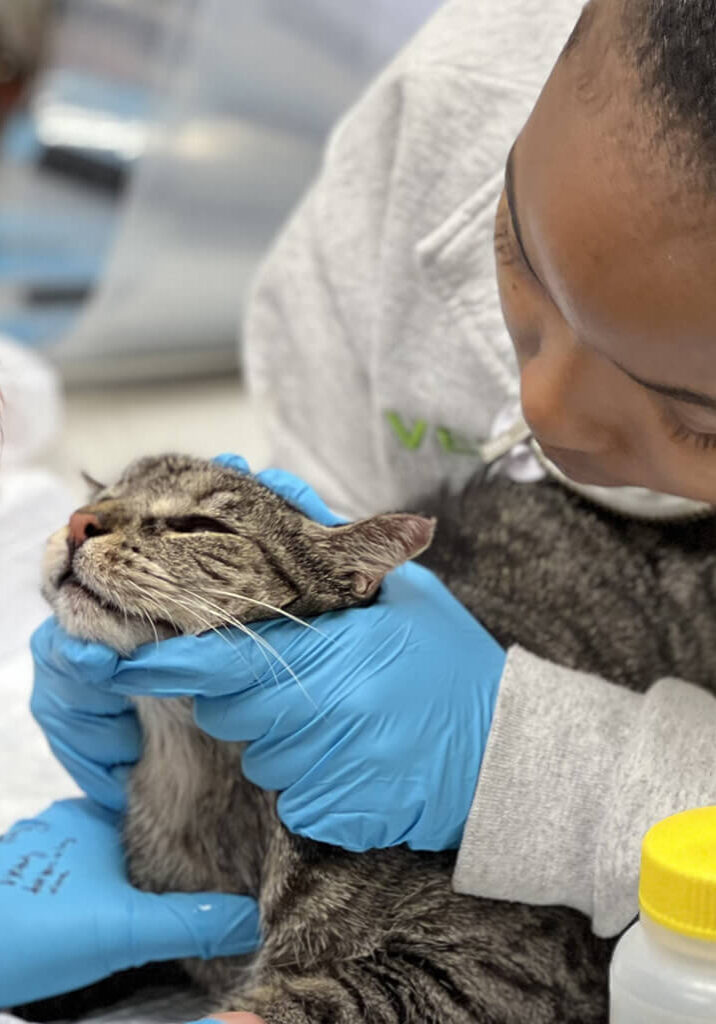 closeup of a cat during a procedure