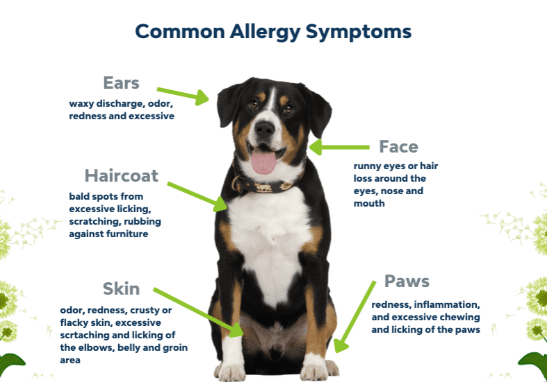 Common Allergy Symptoms Chart