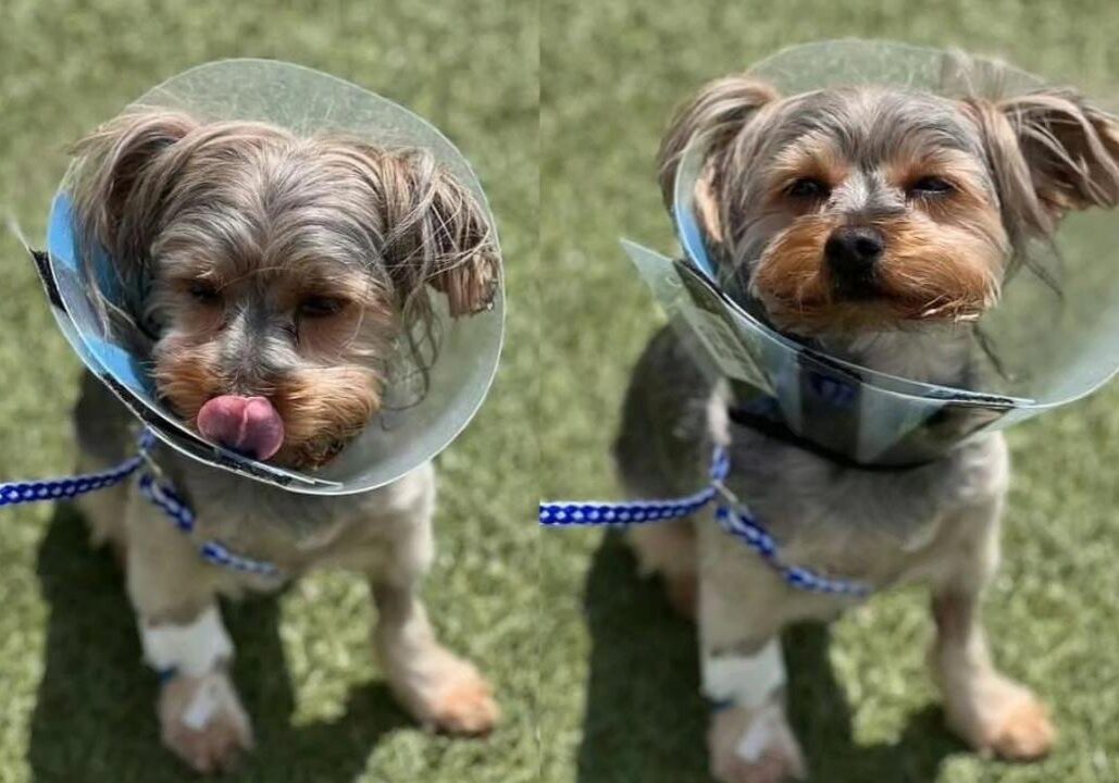 two small dogs wearing protective collars after surgery