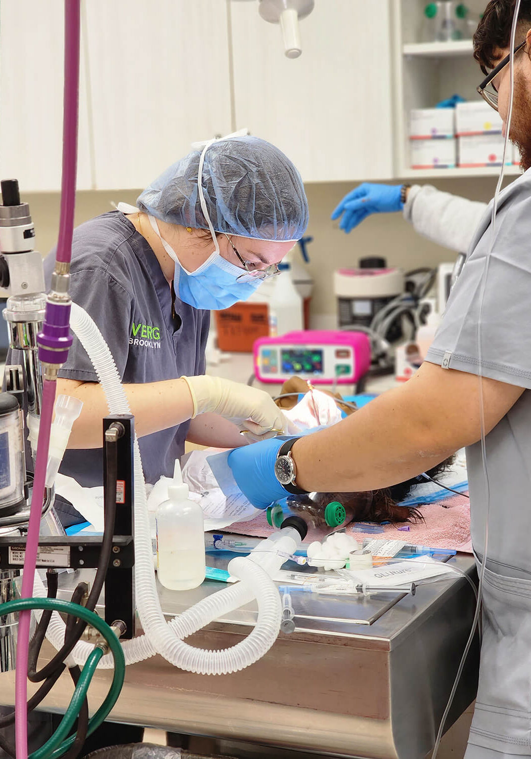 female veterinarian and tech performing procedure on dog under anesthesia