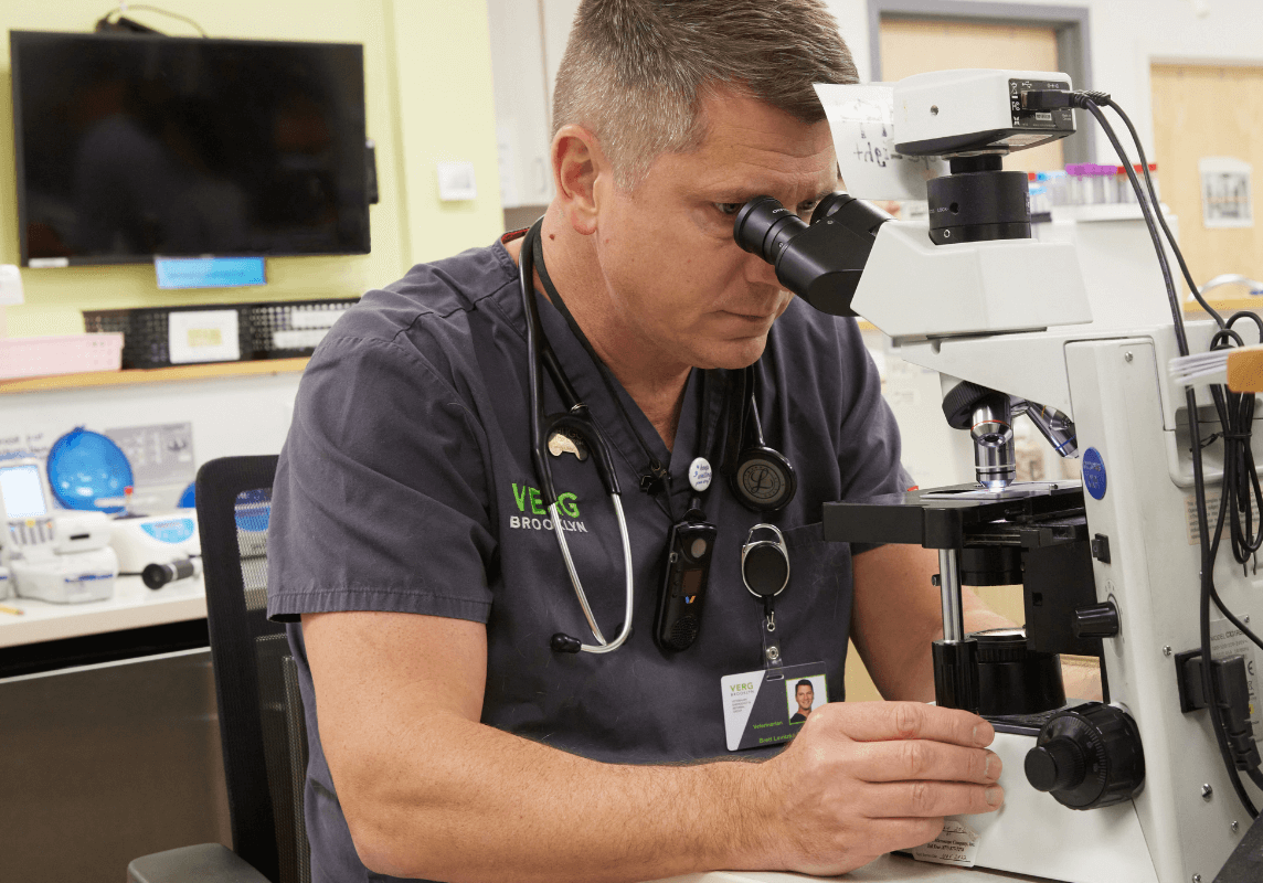 closeup of male VERG veterinarian looking through microscope