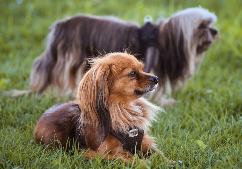Two Dogs Resting In Grass