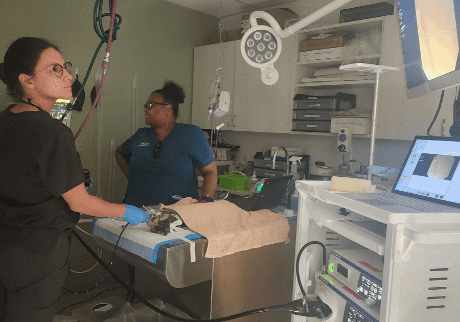 Two Vets Performing Procedure