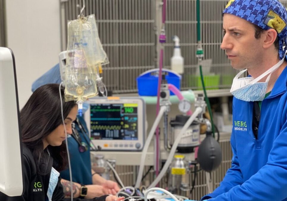 Vet Examining Machine During Procedure