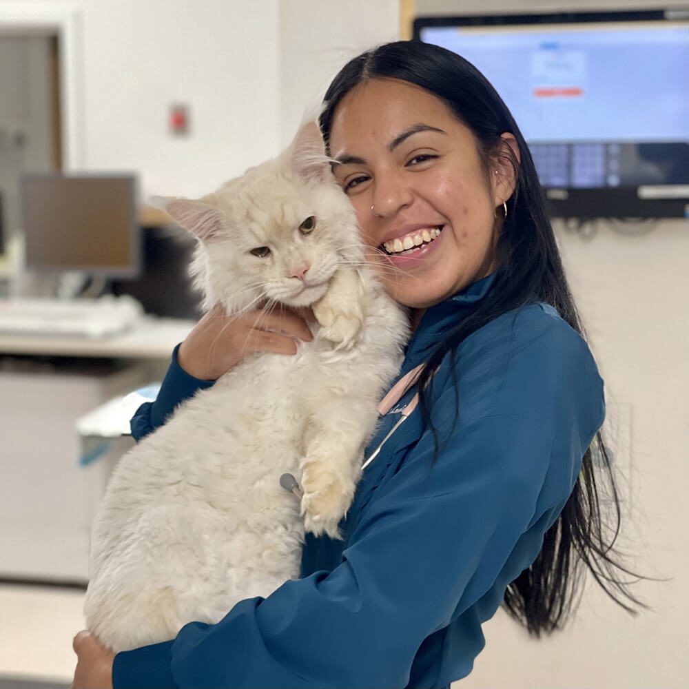 female veterinarian hugging large white cat